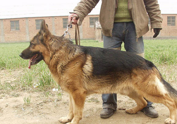 德國(guó)牧羊犬支氣管炎可以洗澡嗎
