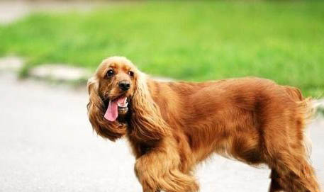 美國可卡犬發燒什么癥狀有哪些