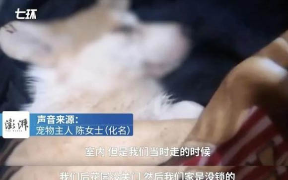 小狗老吐是怎么回事