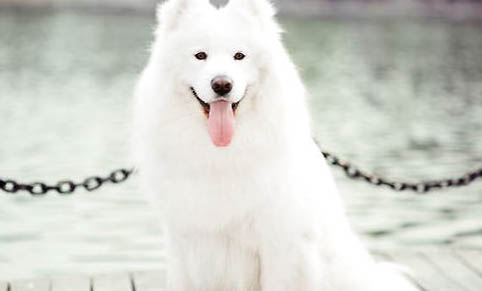 狗狗一餓就會吐黃水