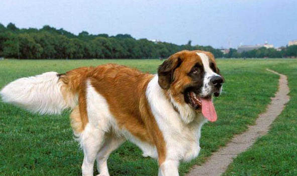 圣伯納犬幼犬多少錢一只