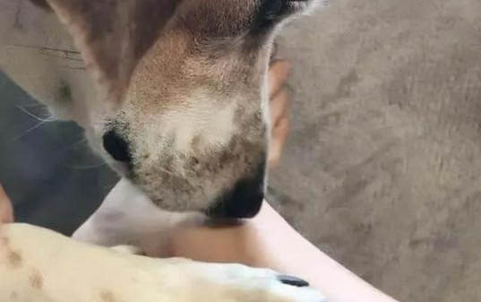 狗狗感染腦包蟲有哪些癥狀