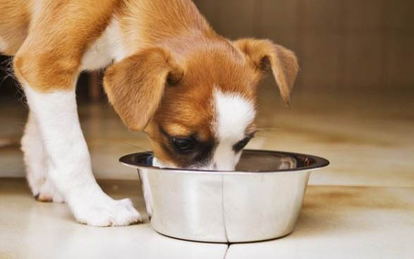 狗狗懷孕多久生崽