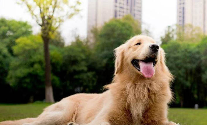 狗狗能吃糯米粽子嗎