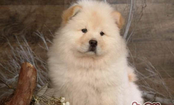 松獅犬鼻子出血的原因及處理方法