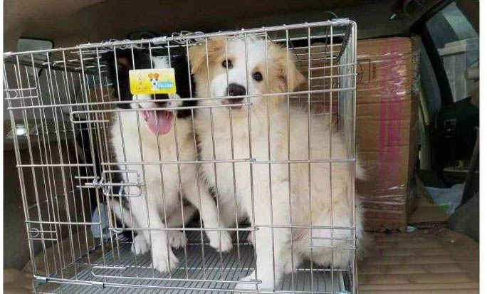 狗生死胎的四種原因及處理方法