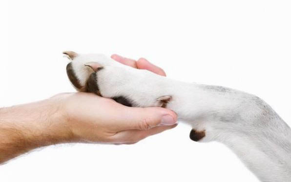 犬瘟治療多久才算恢復期