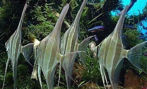 小丑魚一般在哪睡覺呢