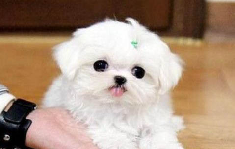 馬爾濟(jì)斯犬價(jià)格