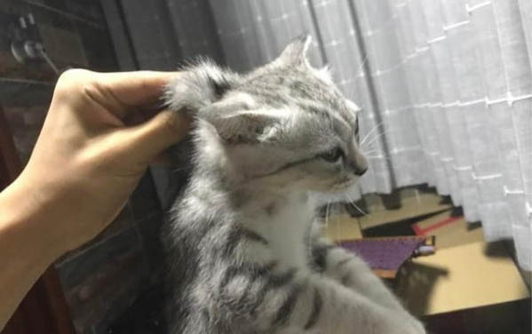 養貓的壞處有什么