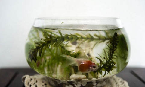 魚缸里面養什么植物可以提供氧氣