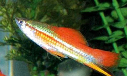 釣魚主線子線怎么搭配