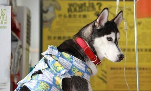狗狗為什么生跳蚤呢
