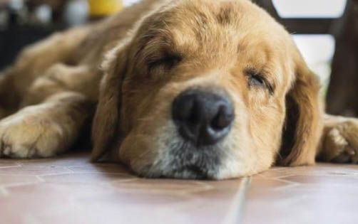 布列塔尼犬突然亂撒尿拉屎