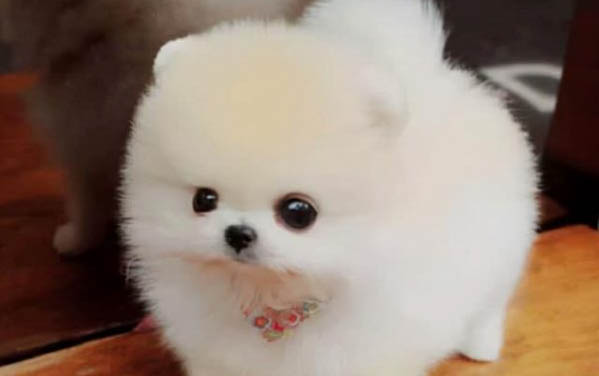 幼犬鈣片一天吃多少