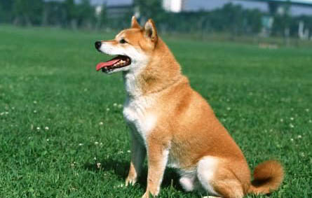 冬季犬瘟能存活多久