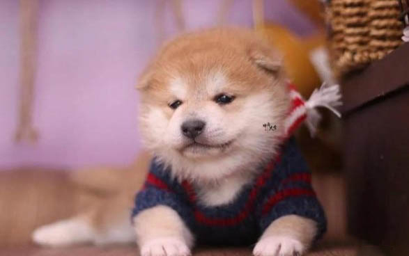 黑柴犬和黃柴犬哪個(gè)貴