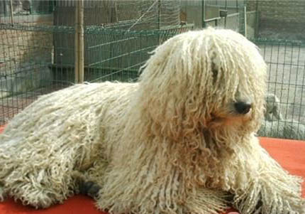可蒙犬細(xì)小病毒引起的原因及處理方法
