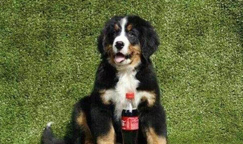 伯恩山犬哪里有賣的