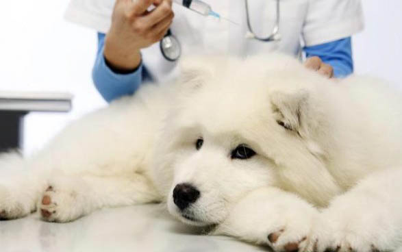 細小癥狀狗狗能活多久?
