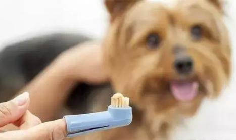 犬瘟能治愈嗎?