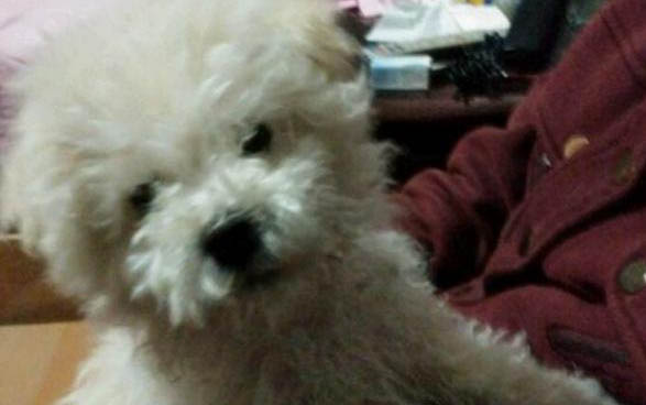巨型貴賓犬多少錢一只