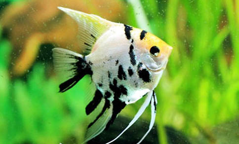 神仙魚能長多大