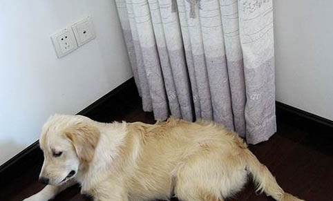狗狗配種后多久能看出來