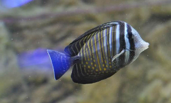 家庭觀賞魚怎么養(yǎng)