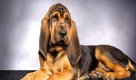 尋血獵犬半夜突然叫,你需要知道的三件事