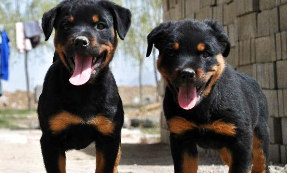 羅威納犬比特的打斗哪個厲害