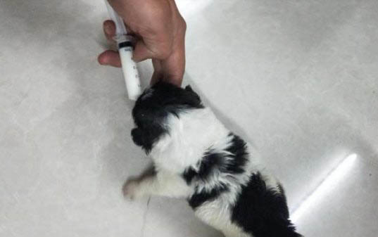 狗狗嗆咳吃什么藥