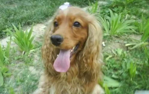 英國可卡犬的體溫