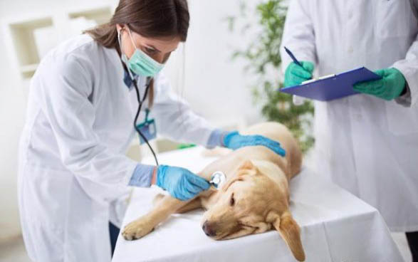 狗病毒性腸炎用藥