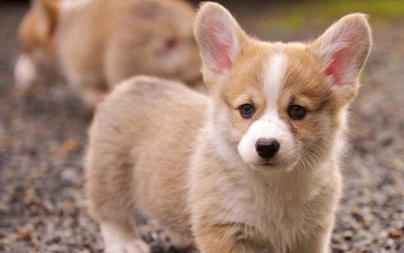 柯基犬容易掉毛嗎
