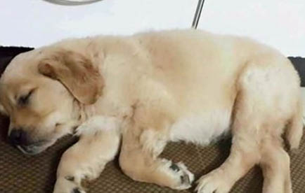 狗狗撕扯狗窩的原因及處理方法