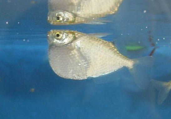 釣魚需要用到浮漂嗎