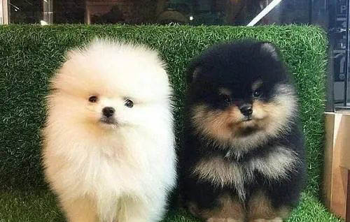狗狗突然尖叫發抖