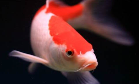 觀賞魚腹水的治療方法