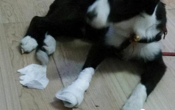 狗狗感冒會(huì)一直吐舌頭嗎