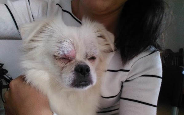 狗狗拉稀是什么原因及處理方法