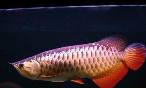 養魚池水渾濁應該怎么處理