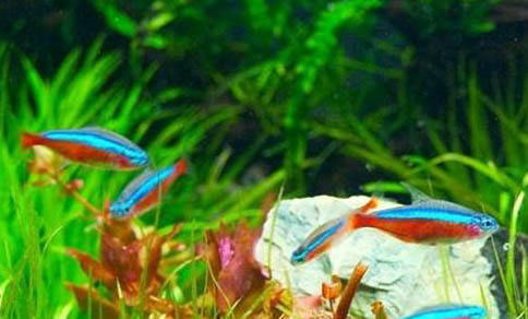六月份釣魚釣遠(yuǎn)還是近