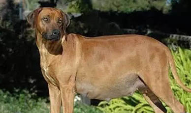 高加索犬癲瘋死亡幾率大嗎