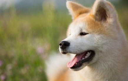 狗狗安樂死藥哪里買呢