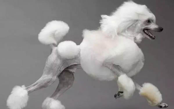 卷毛比熊犬有幾種顏色,比熊都有什么毛色