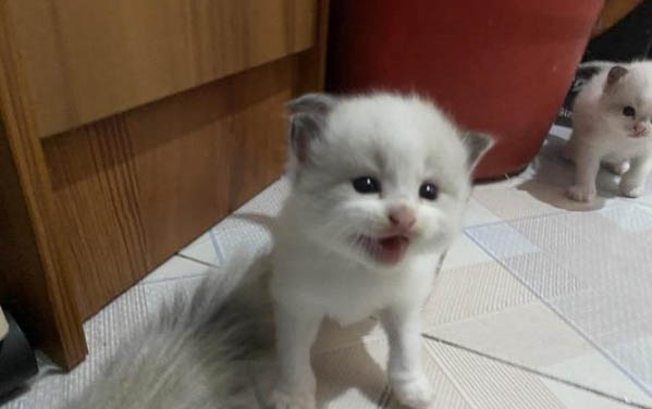 兩個月大小貓淚痕重是什么原因