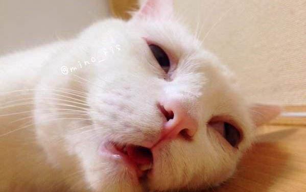 貓的屁眼紅腫怎么辦