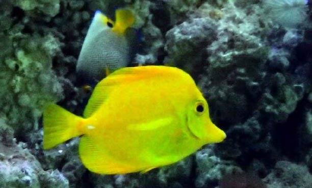 小型熱帶魚專用糧