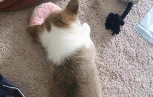 狗狗疫苗多久打一次?